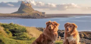 dog-friendly-holidays-in-northumberland