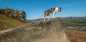 dog-friendly-holidays-in-yorkshire