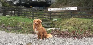 dog-friendly-holidays-in-yorkshire