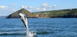 things-to-do-in-ceredigion